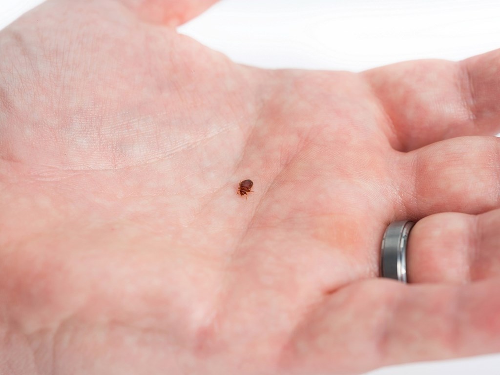 NMSU Research Bed Bugs Can Transmit Chagas Disease Pathogen Pest